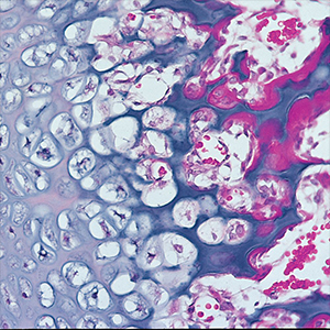 Comprehensive Histology Slide Set